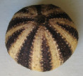 /products/urchin-sp/